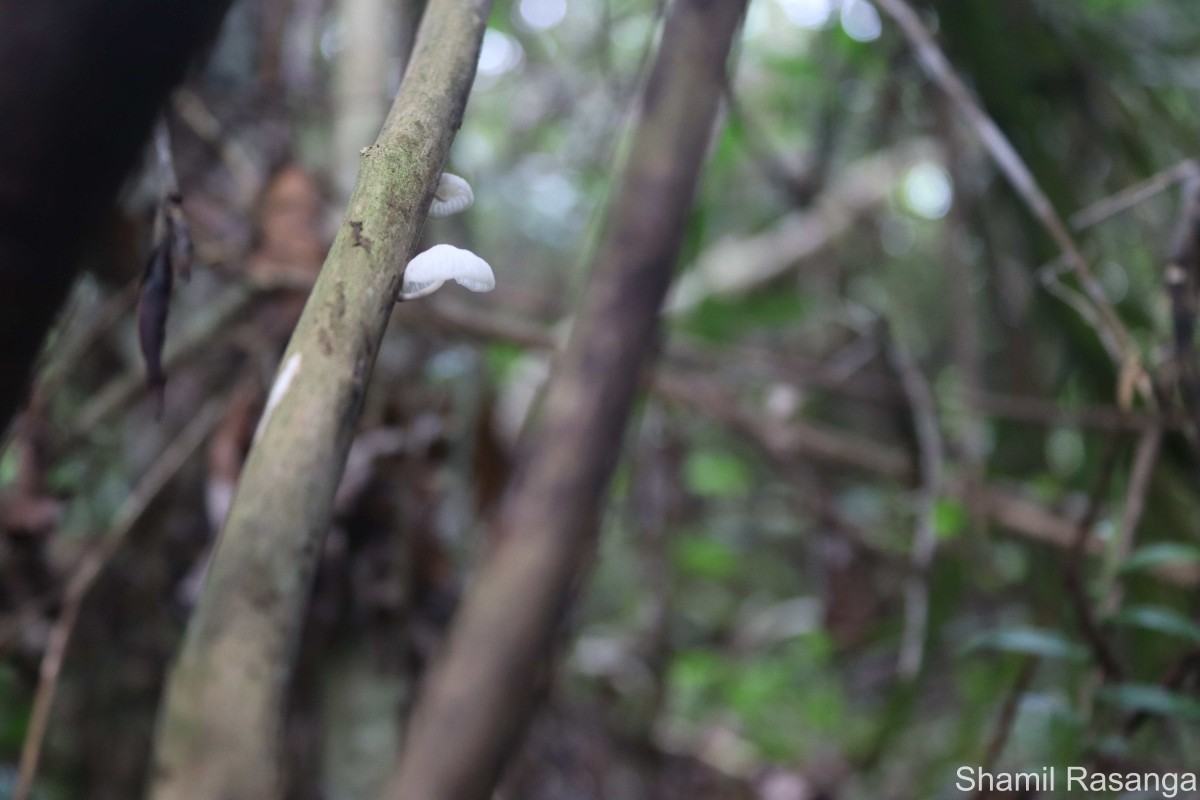 Marasmiellus  candidus (Fr.) Singer