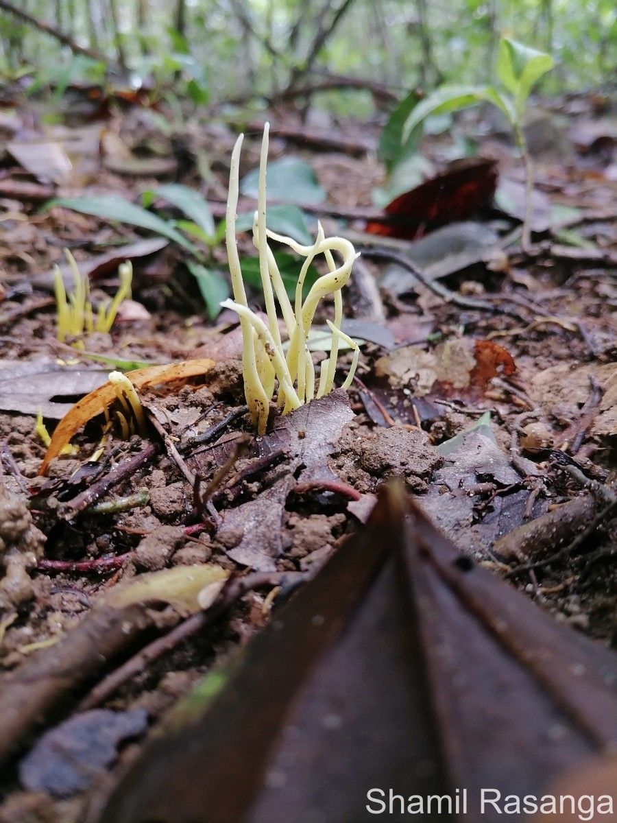 Clavulinopsis sp. Overeem 1923