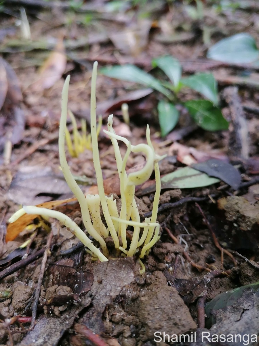 Clavulinopsis sp. Overeem 1923