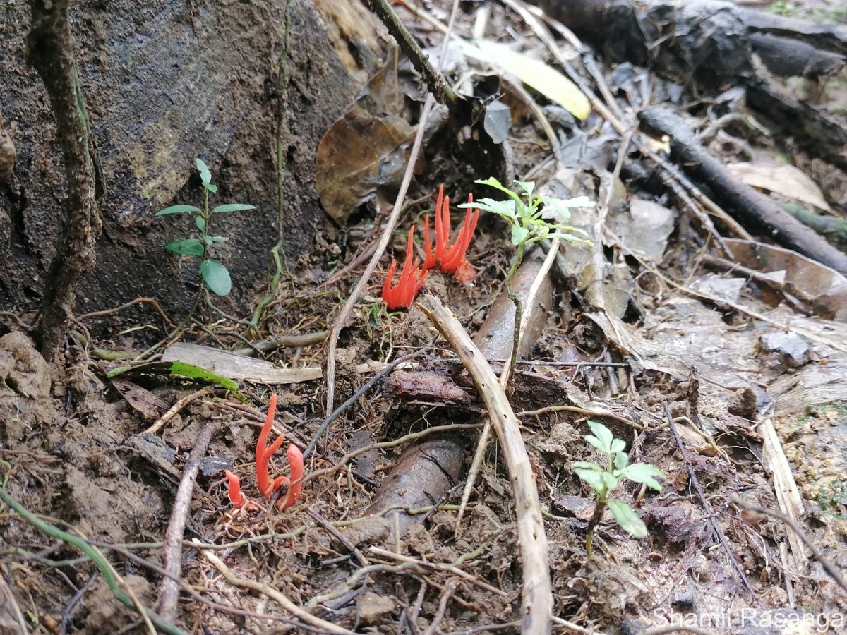 Clavulinopsis miyabeana Seiya Ito 1955