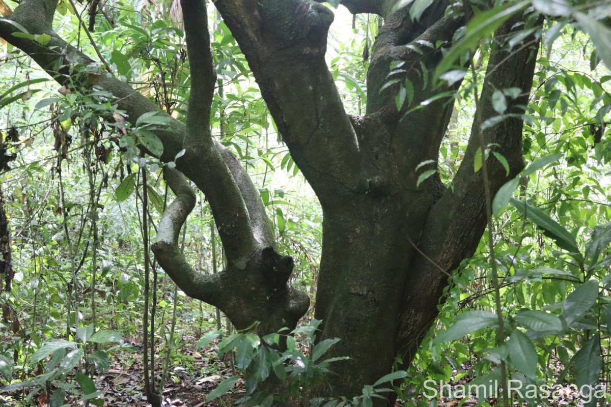 Semecarpus nigroviridis Thwaites