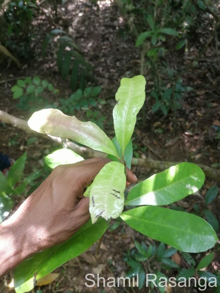 Semecarpus nigroviridis Thwaites