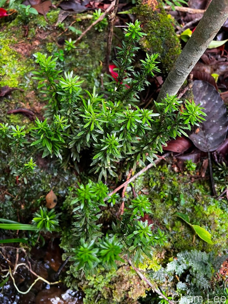 Huperzia javanica  (Sw.) C.Y.Yang.