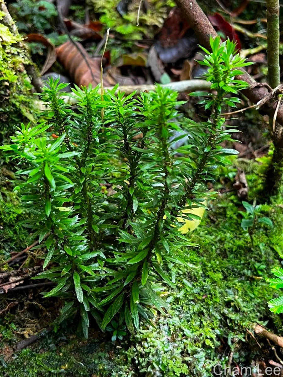 Huperzia javanica  (Sw.) C.Y.Yang.