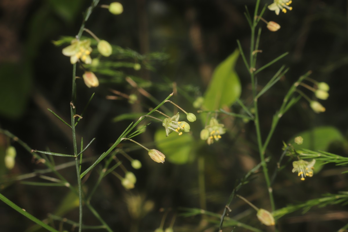 Asparagus officinalis L.