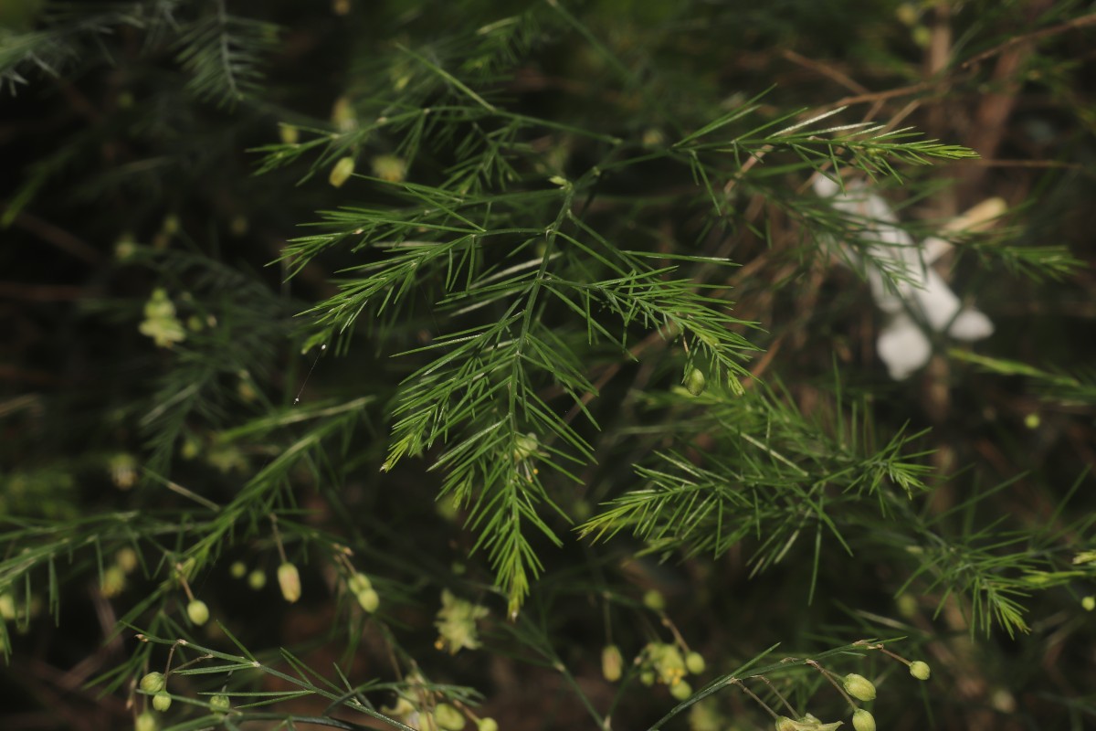 Asparagus officinalis L.