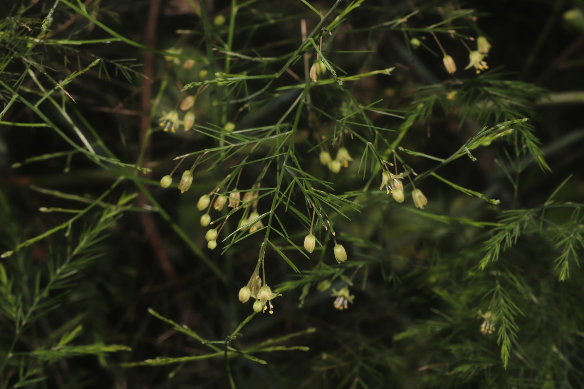 Asparagus officinalis L.