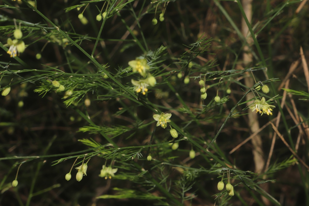 Asparagus officinalis L.