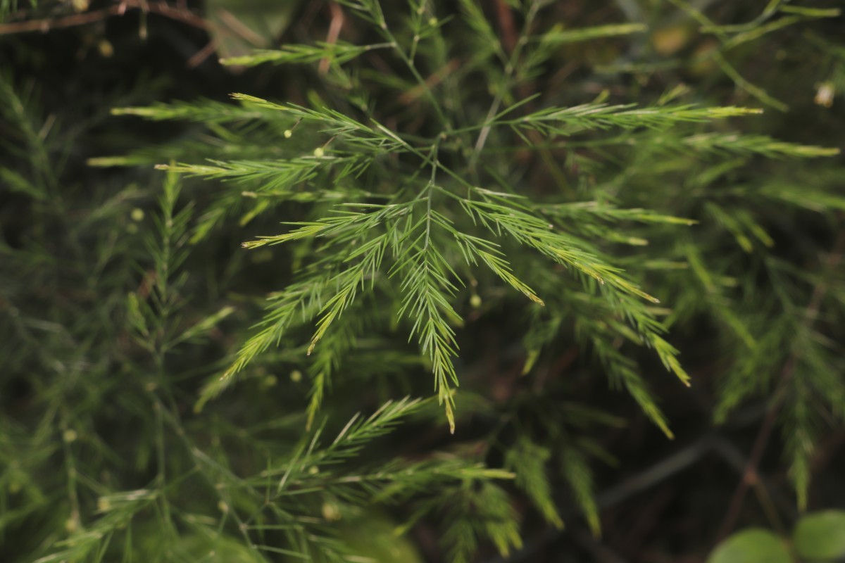 Asparagus officinalis L.