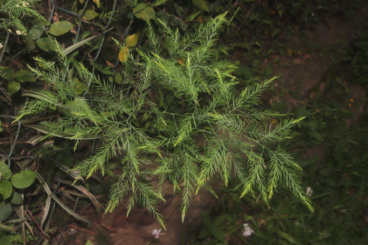 Asparagus officinalis L.