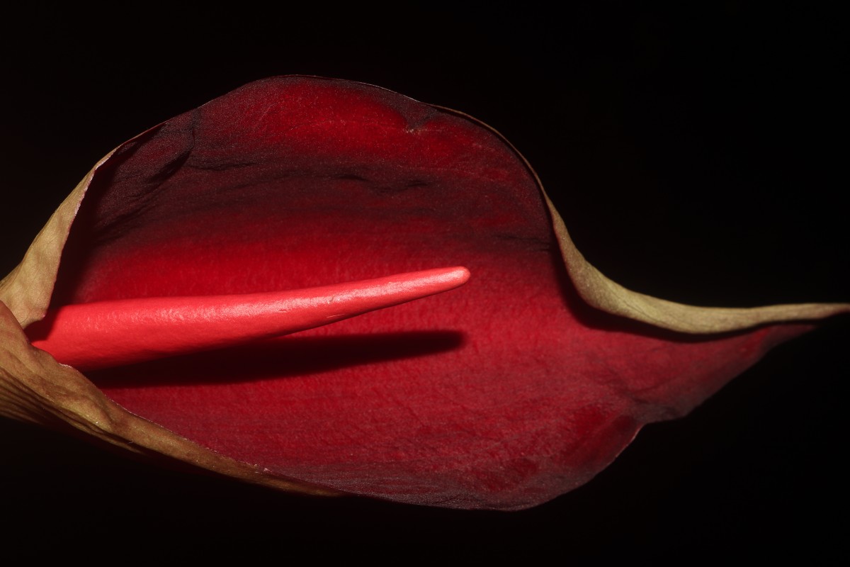 Typhonium trilobatum (L.) Schott