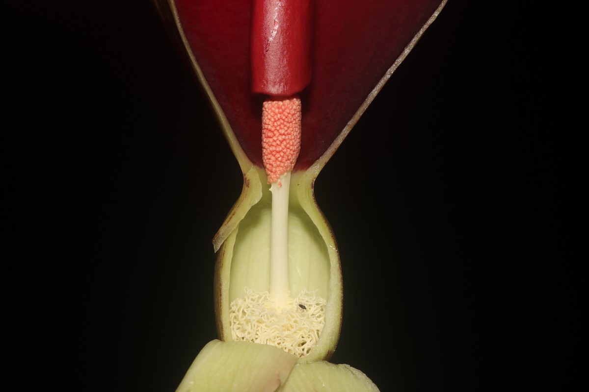 Typhonium trilobatum (L.) Schott