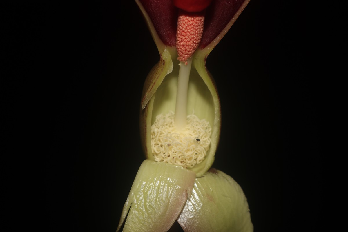 Typhonium trilobatum (L.) Schott