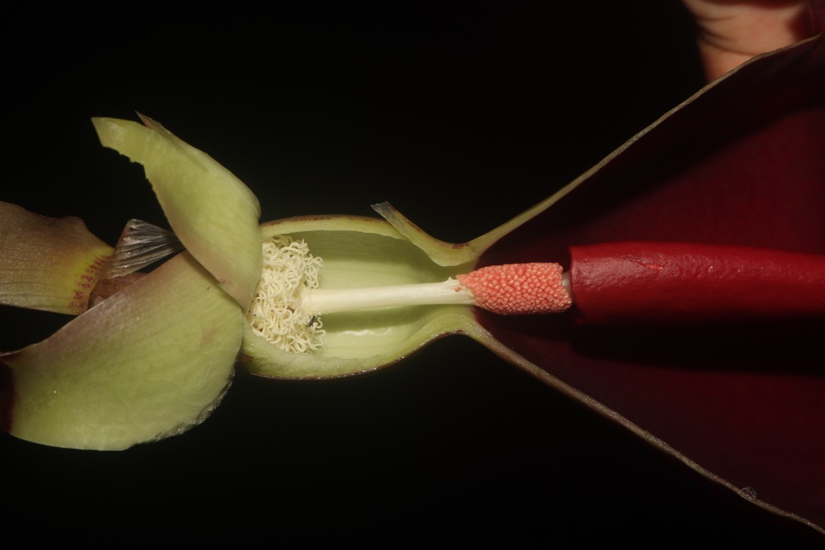 Typhonium trilobatum (L.) Schott