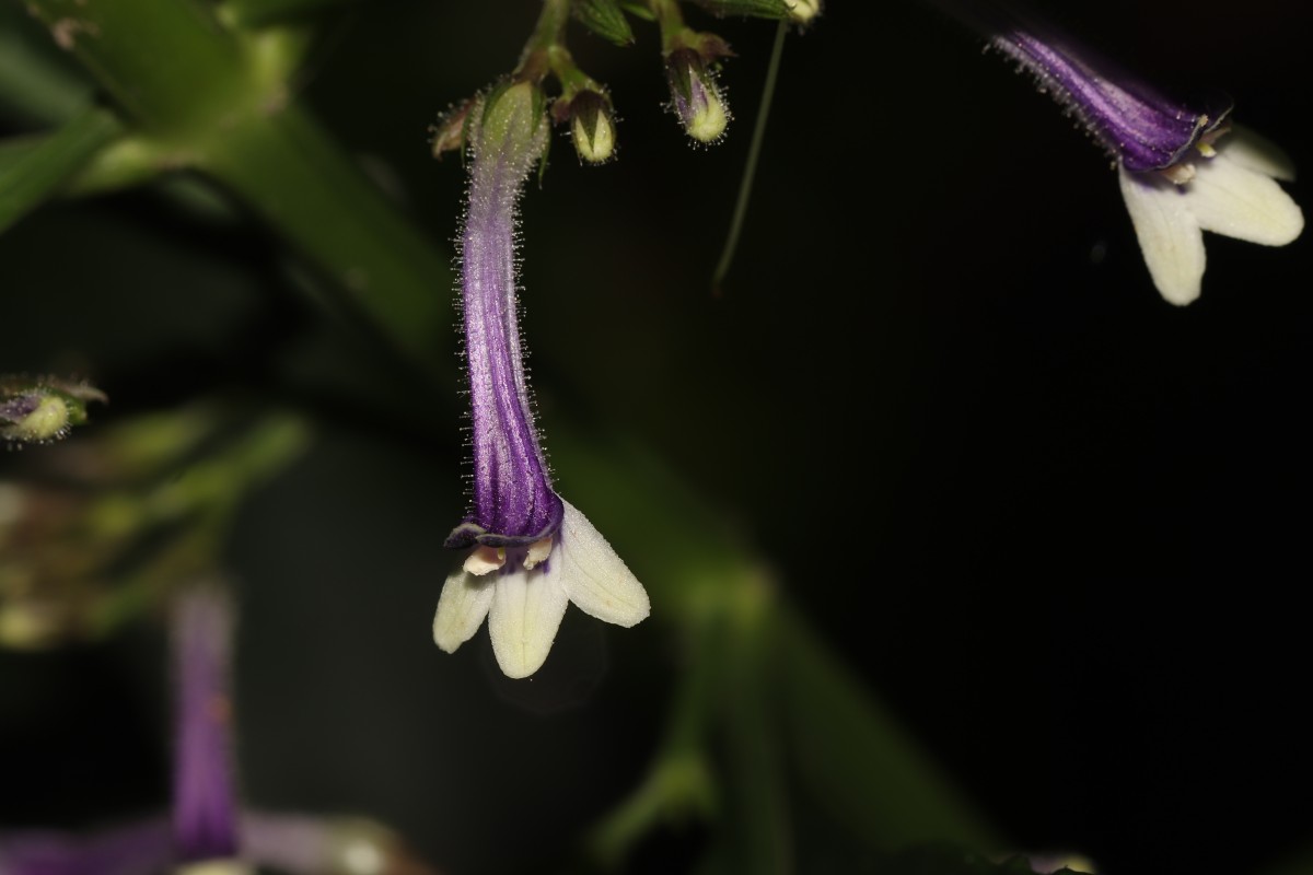 Gymnostachyum sanguinolentum (Nees) T.Anderson