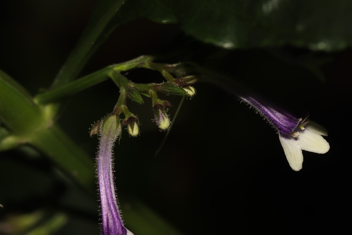 Gymnostachyum sanguinolentum (Nees) T.Anderson
