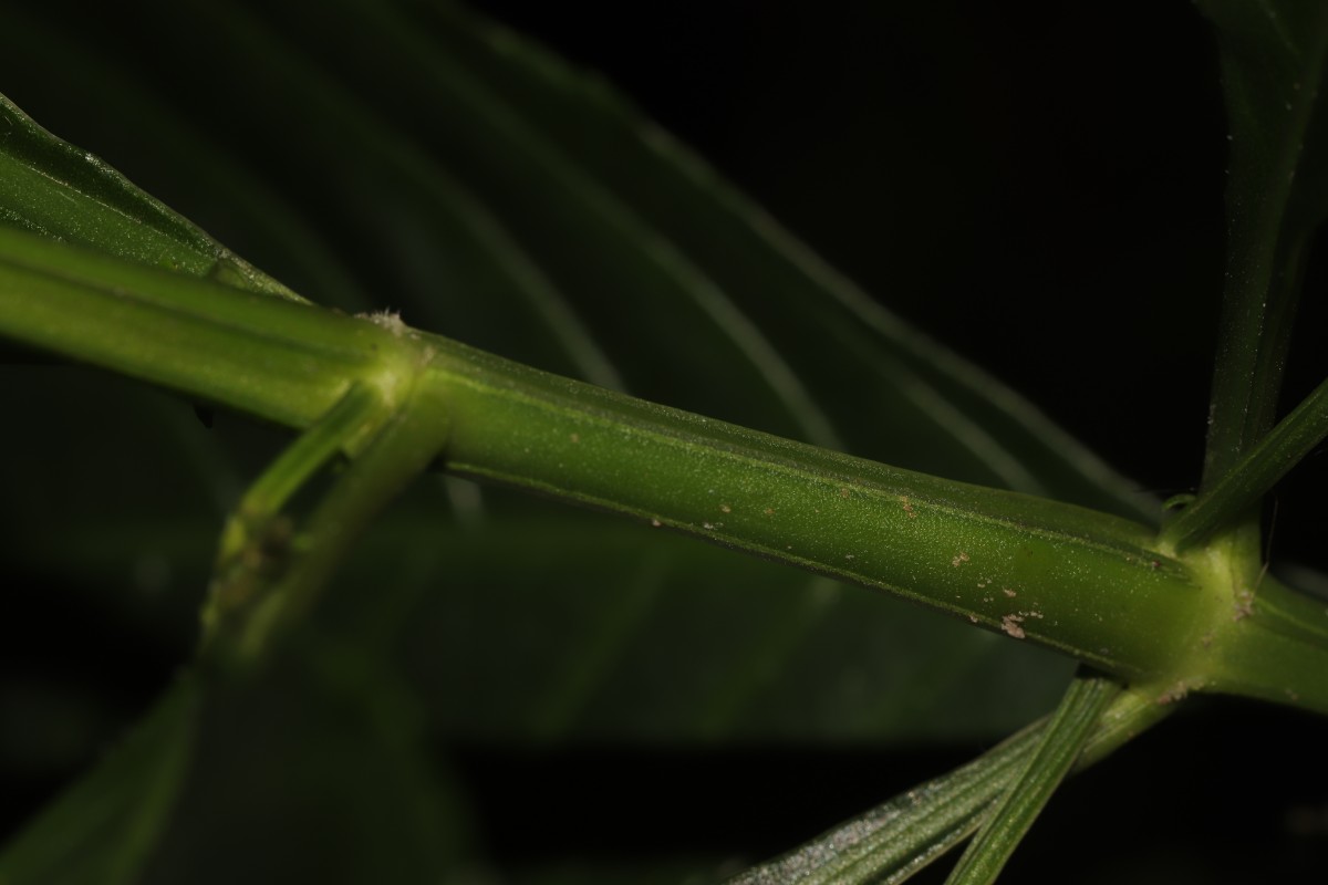 Gymnostachyum sanguinolentum (Nees) T.Anderson