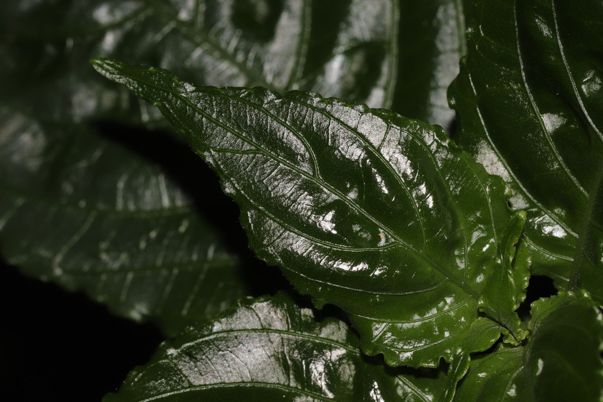 Gymnostachyum sanguinolentum (Nees) T.Anderson