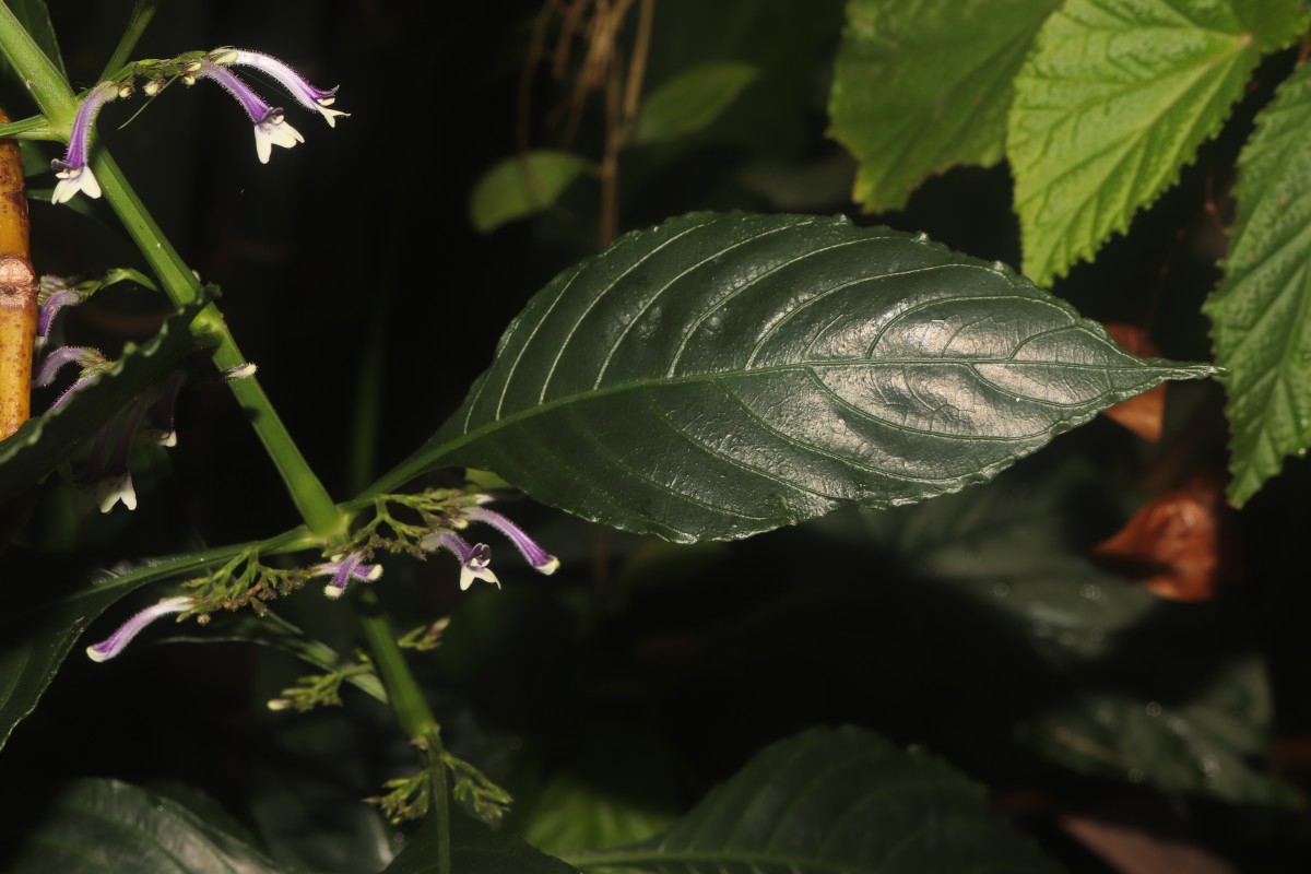Gymnostachyum sanguinolentum (Nees) T.Anderson