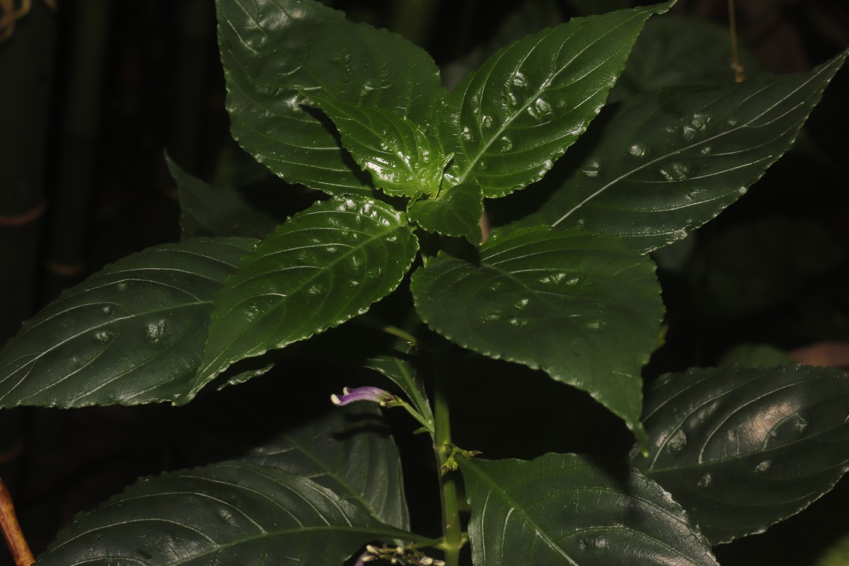 Gymnostachyum sanguinolentum (Nees) T.Anderson