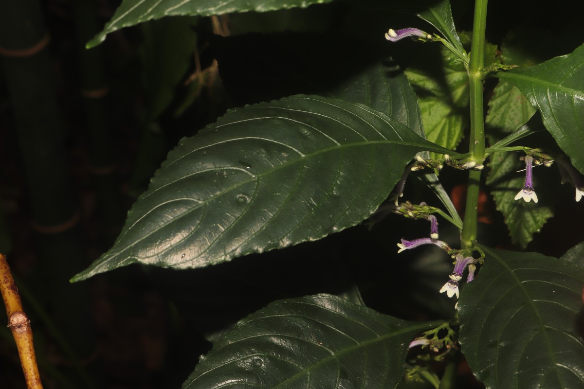 Gymnostachyum sanguinolentum (Nees) T.Anderson