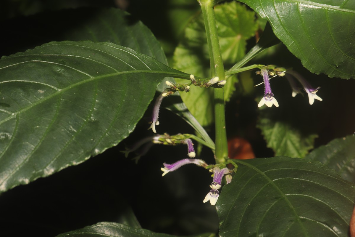 Gymnostachyum sanguinolentum (Nees) T.Anderson