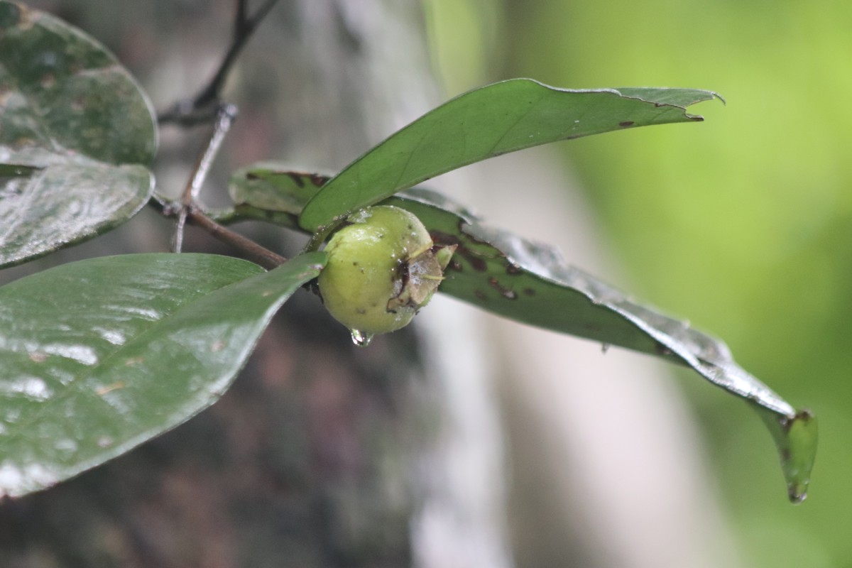 Eugenia haeckeliana Trimen