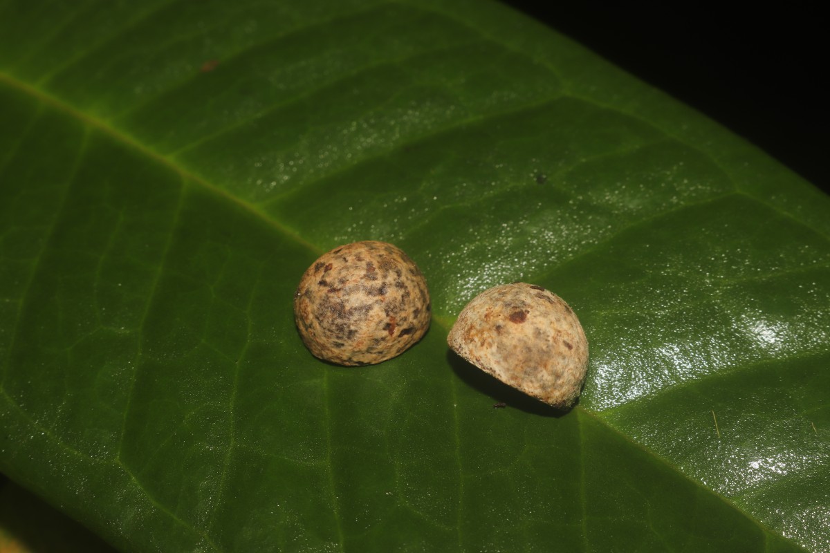 Eugenia haeckeliana Trimen