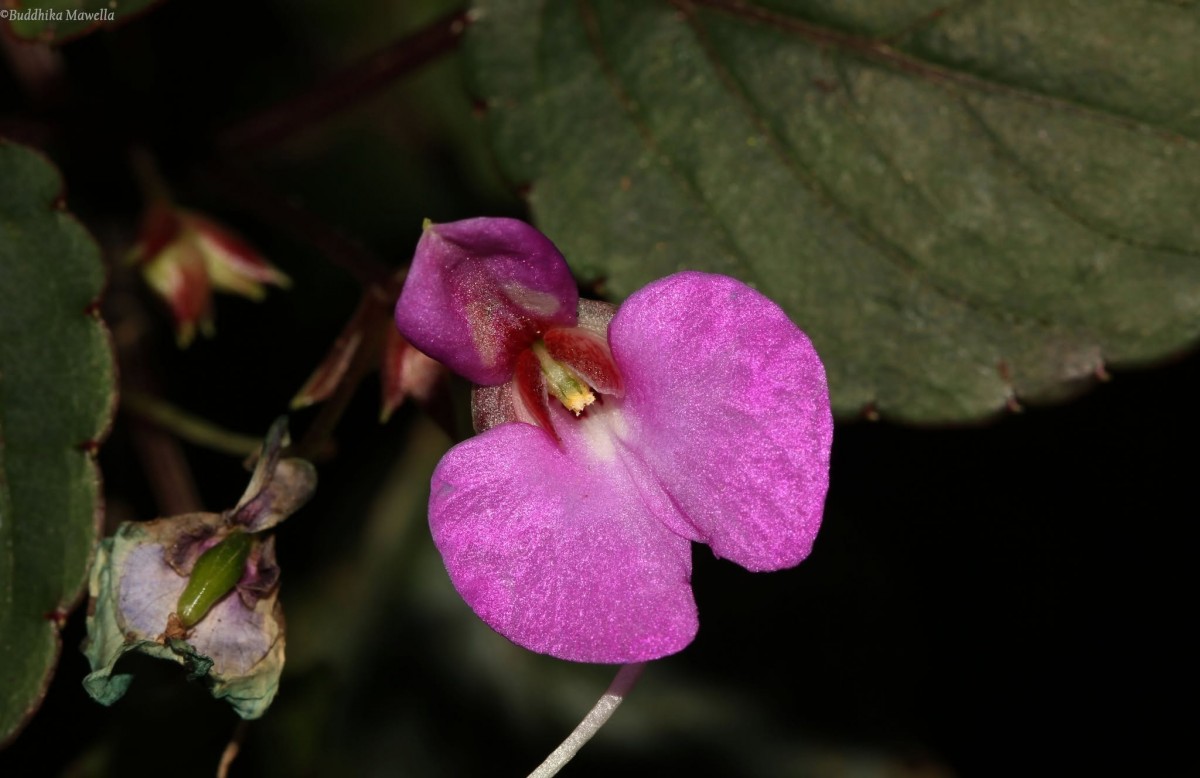 Impatiens subcordata Arn.