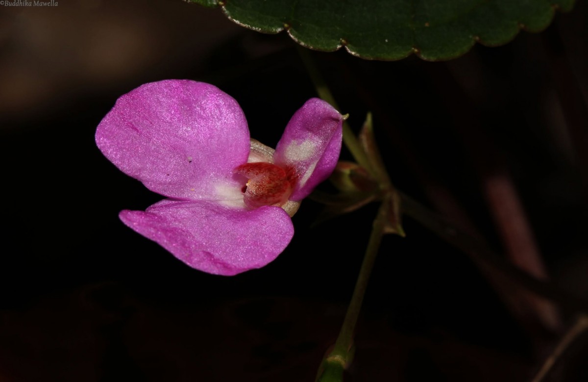 Impatiens subcordata Arn.