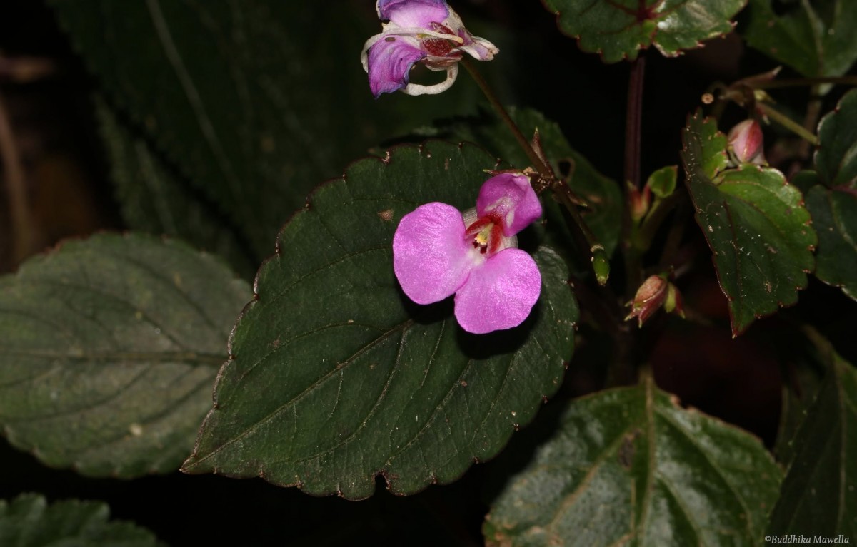 Impatiens subcordata Arn.