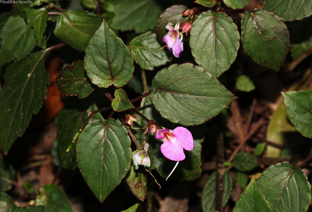 Impatiens subcordata Arn.