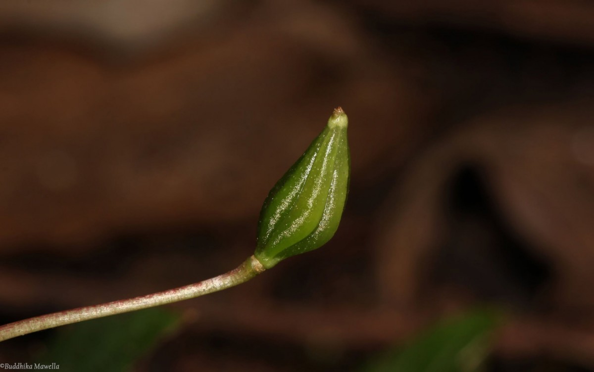 Impatiens subcordata Arn.