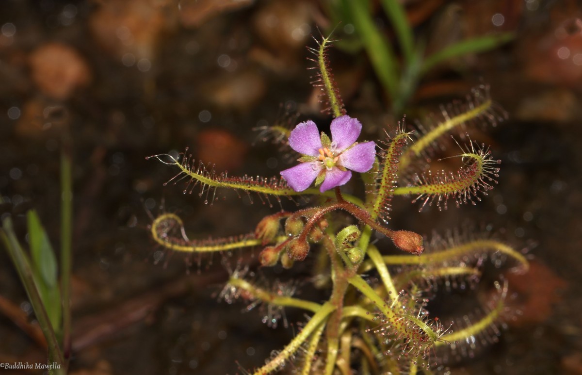 Drosera indica L.