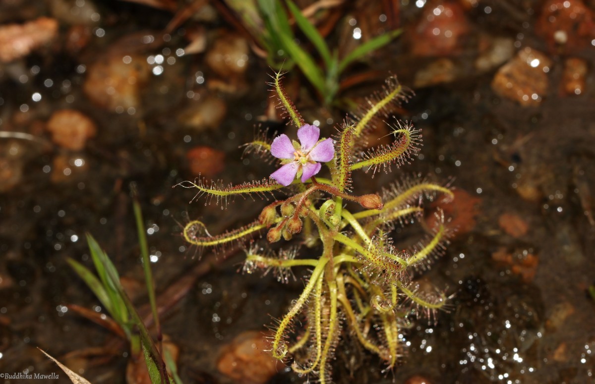 Drosera indica L.
