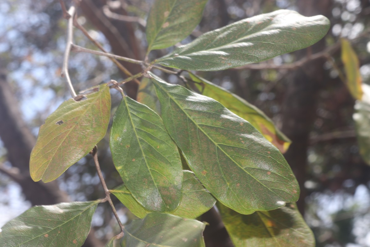 Sapindus trifoliatus L.