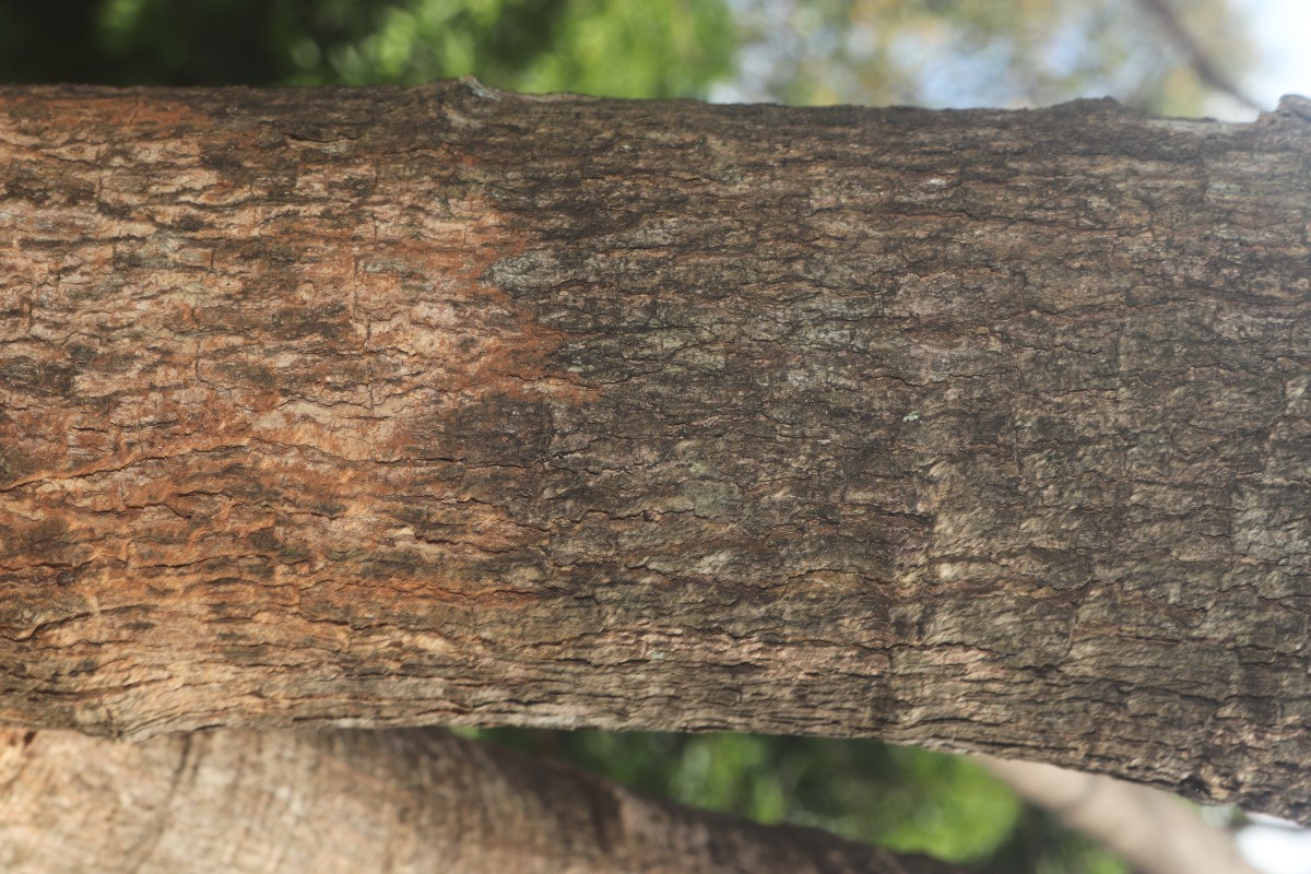 Sapindus trifoliatus L.