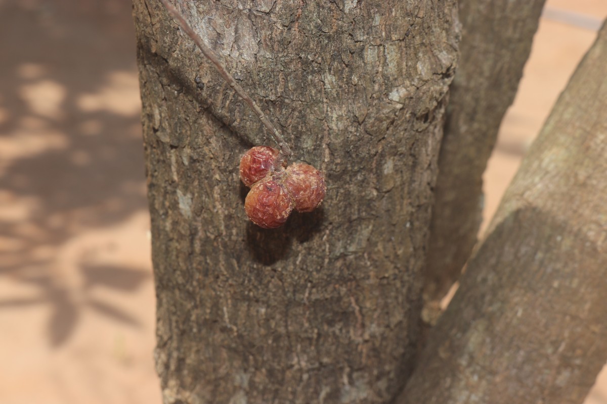 Sapindus trifoliatus L.
