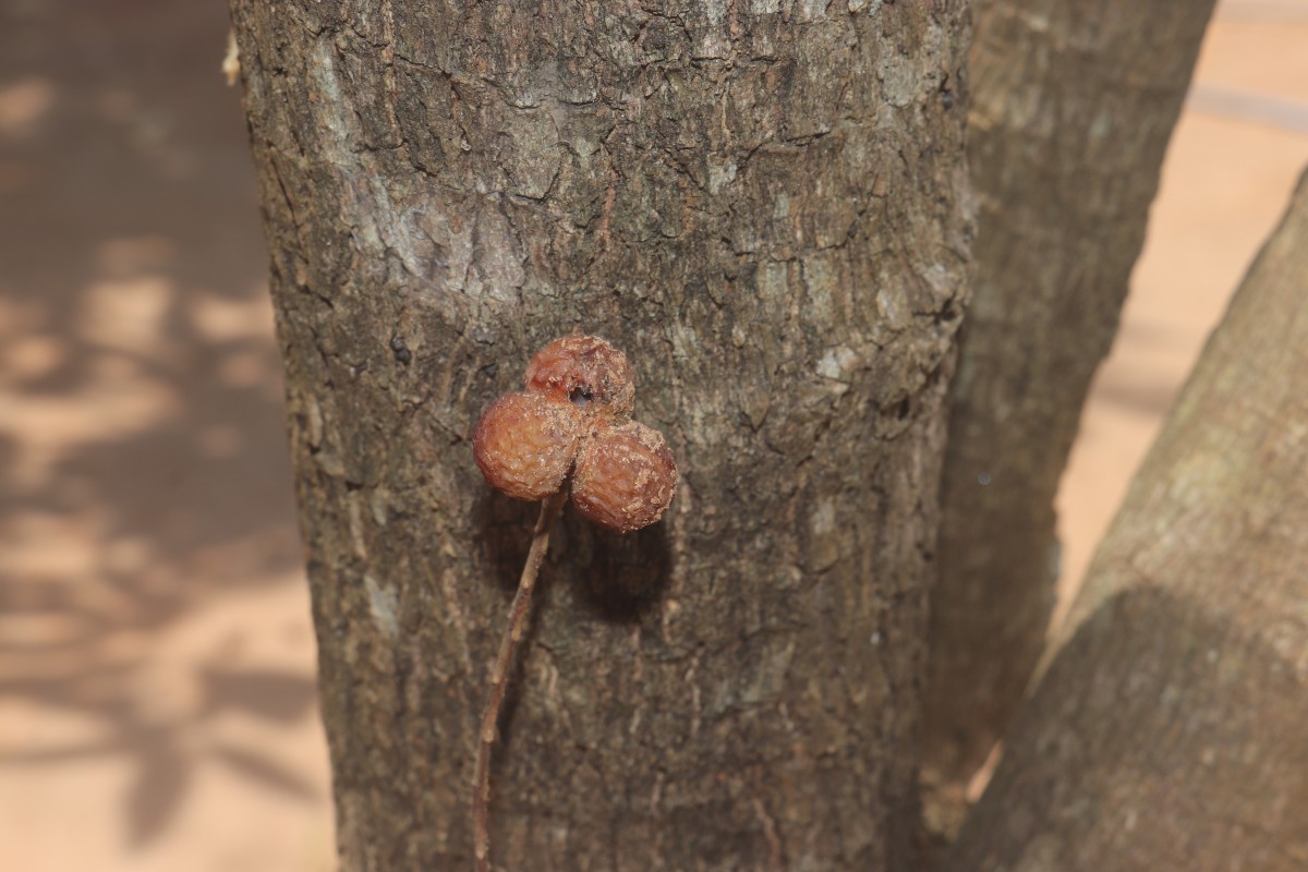 Sapindus trifoliatus L.