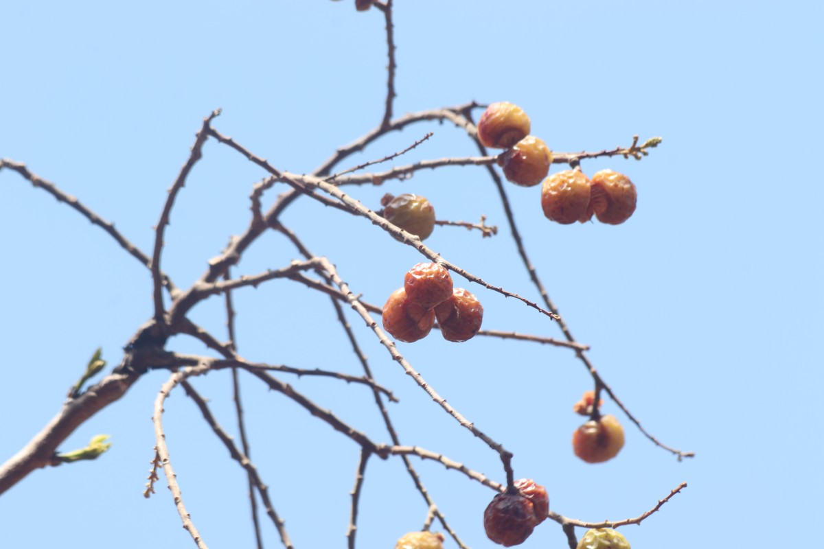 Sapindus trifoliatus L.