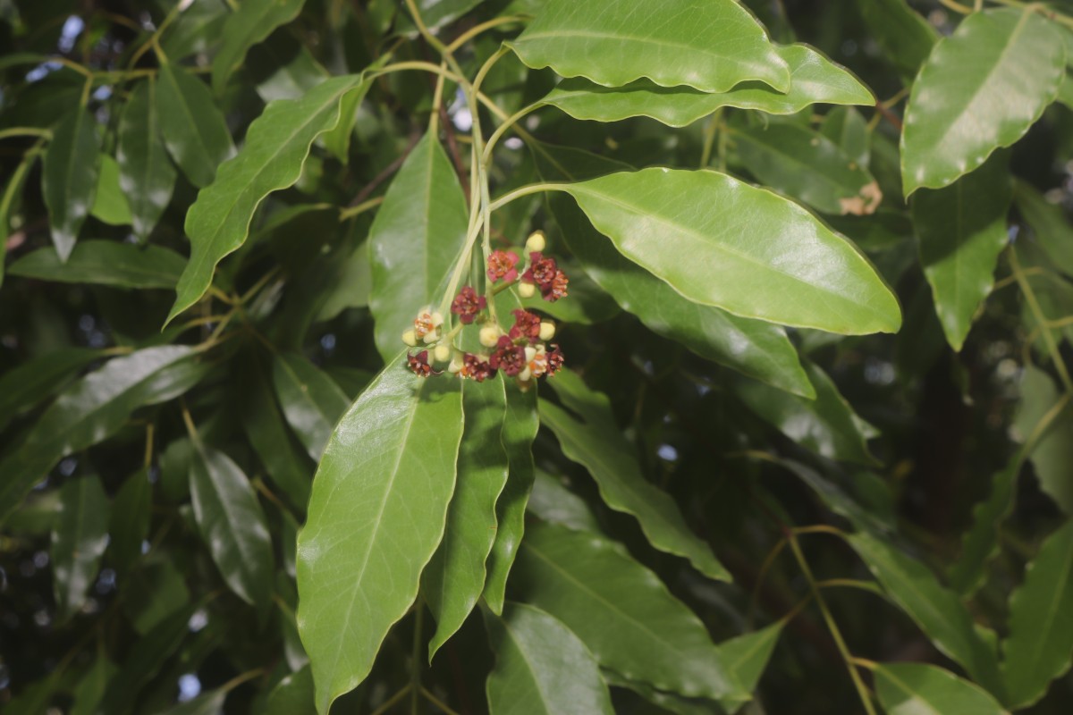 Santalum album L.