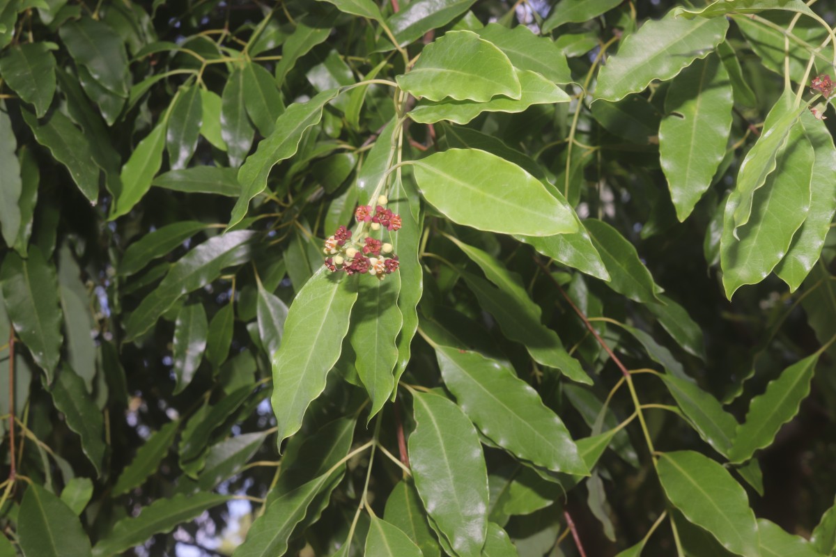 Santalum album L.