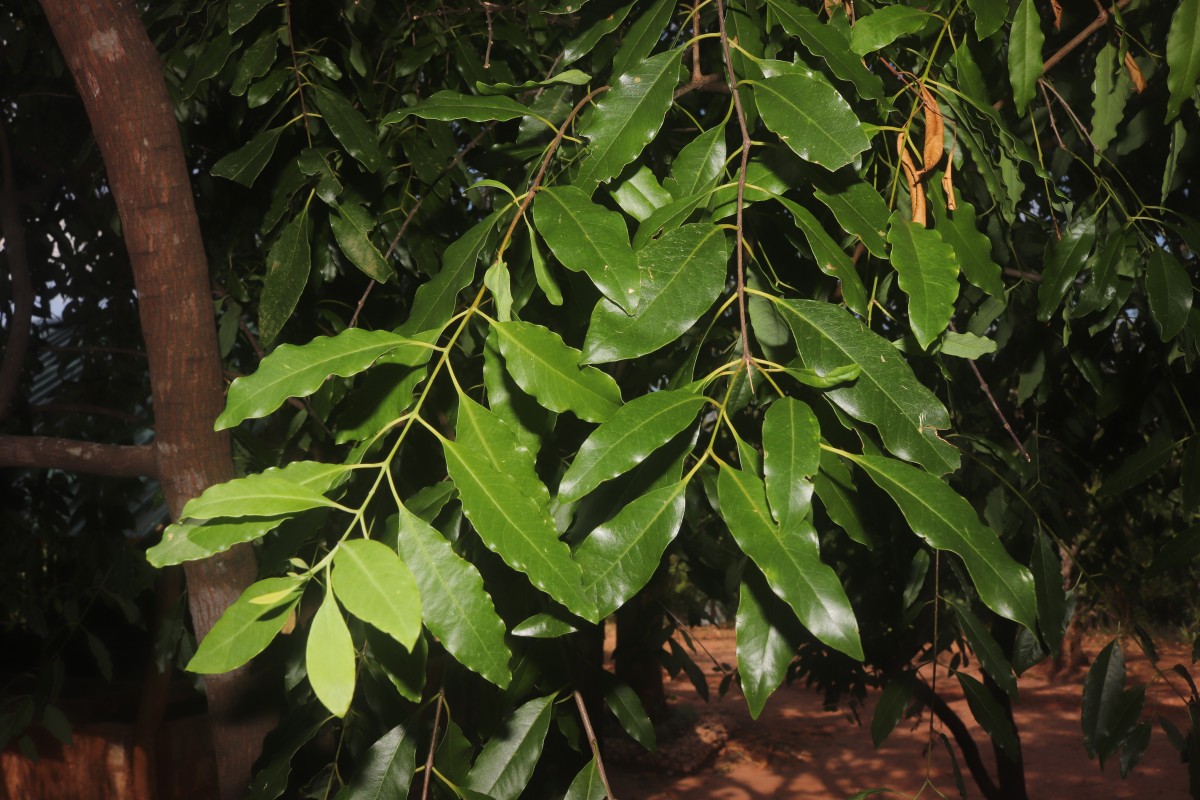 Santalum album L.