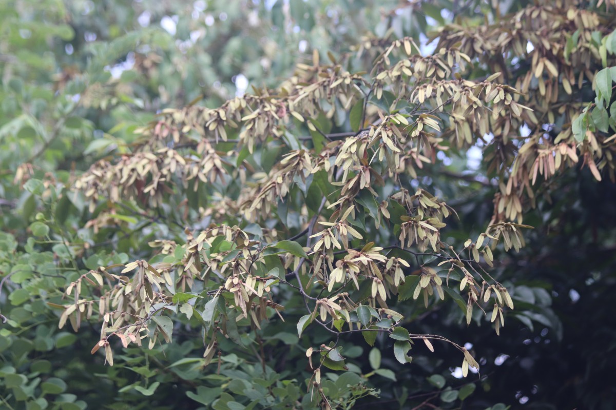 Ventilago madraspatana Gaertn.