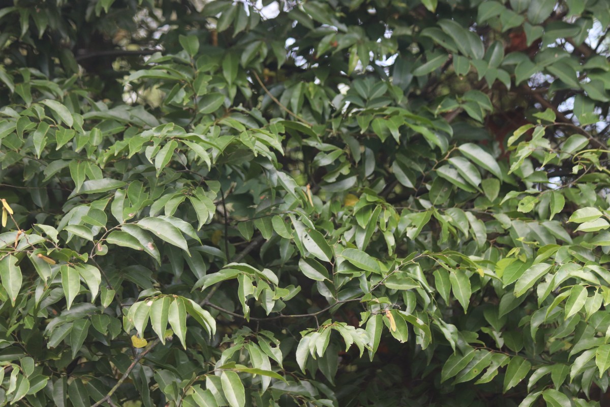 Ventilago madraspatana Gaertn.