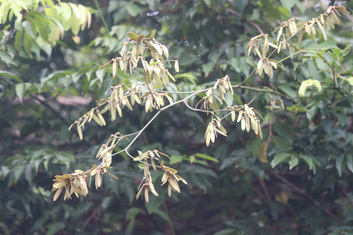 Ventilago madraspatana Gaertn.