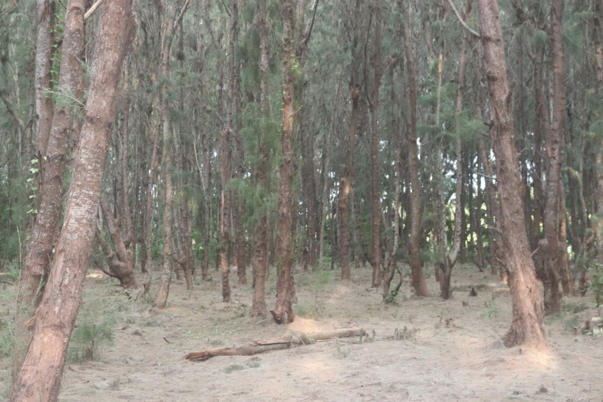 Casuarina equisetifolia L.