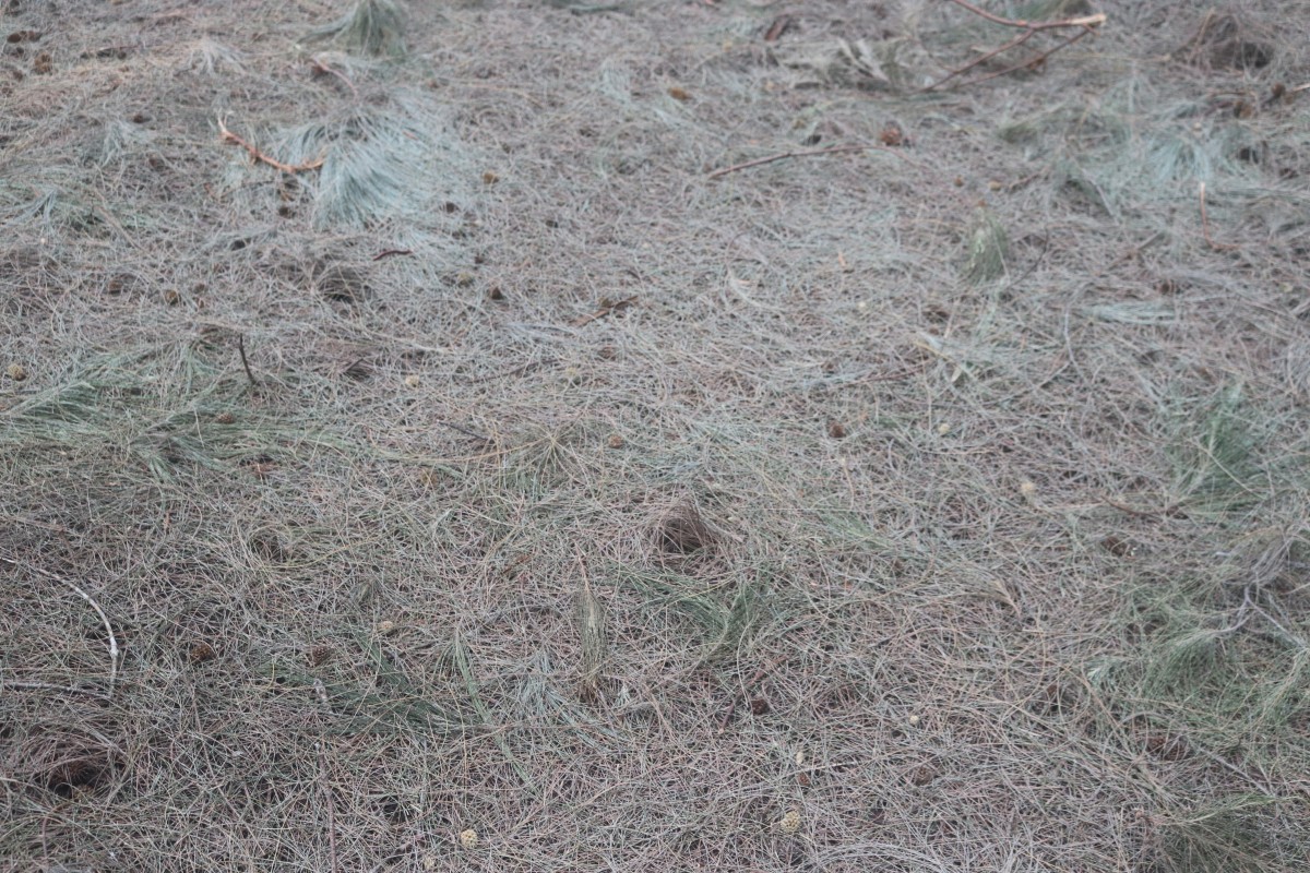 Casuarina equisetifolia L.