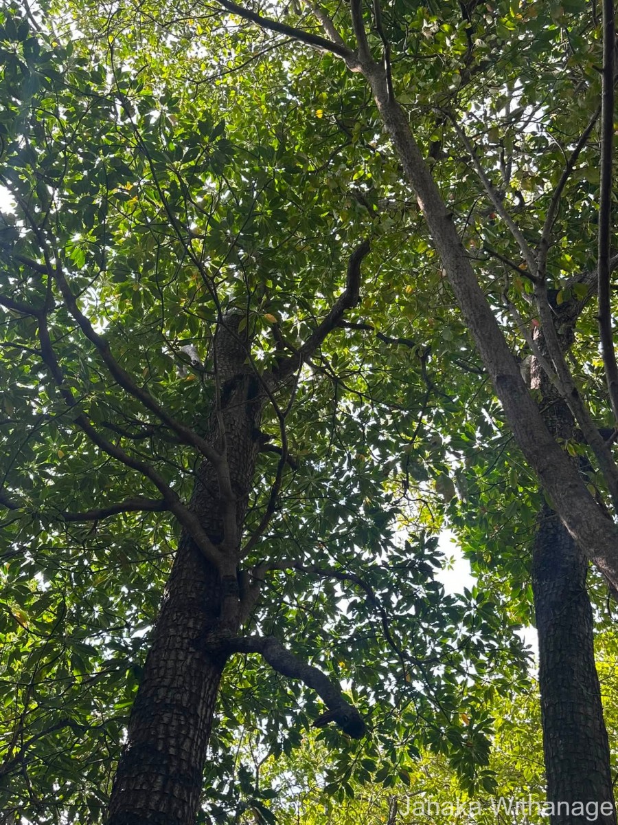 Bruguiera gymnorhiza (L.) Lam.