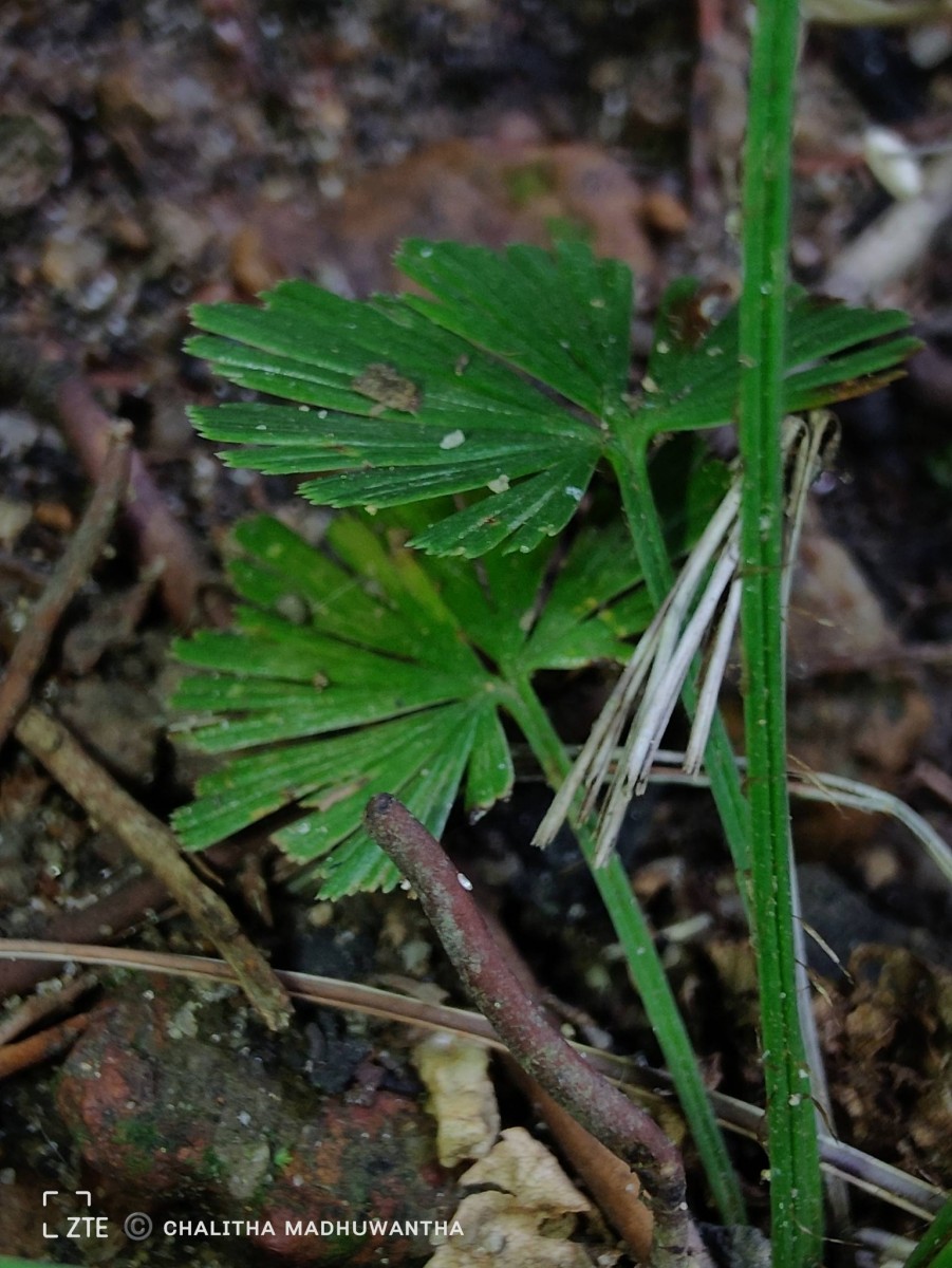 Actiniopteris radiata  (Sw.) Link